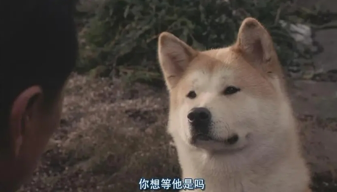 《忠犬八公的故事》[百度/夸克网盘下载]美国电影[4k高清/中文字幕]