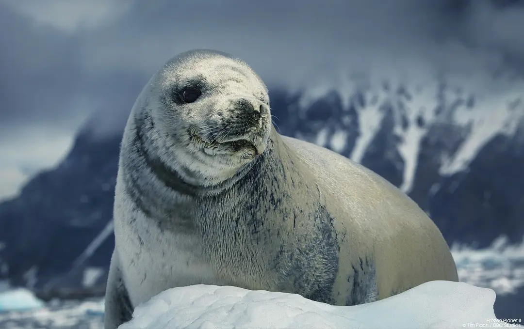 《冰冻星球第二季》[百度/夸克网盘下载]英剧[1080p高清/在线观看]