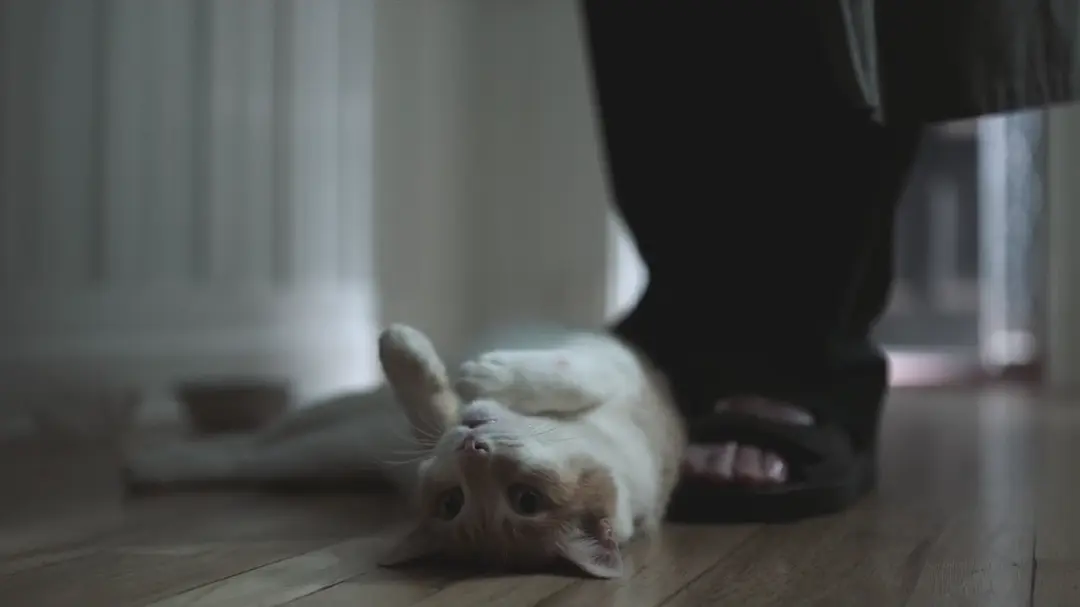 《罪夜之奔》[百度/夸克网盘下载]美剧[1080p高清/中英文字幕]